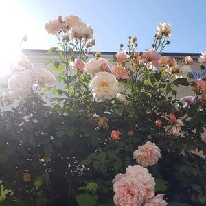 Meet your Posher, Chevelle